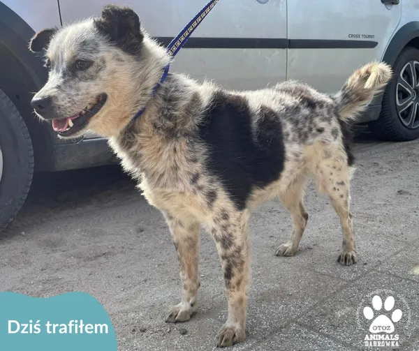 Znaleziono psa, Dąbrówka, 20 maja 2024 (2/2)