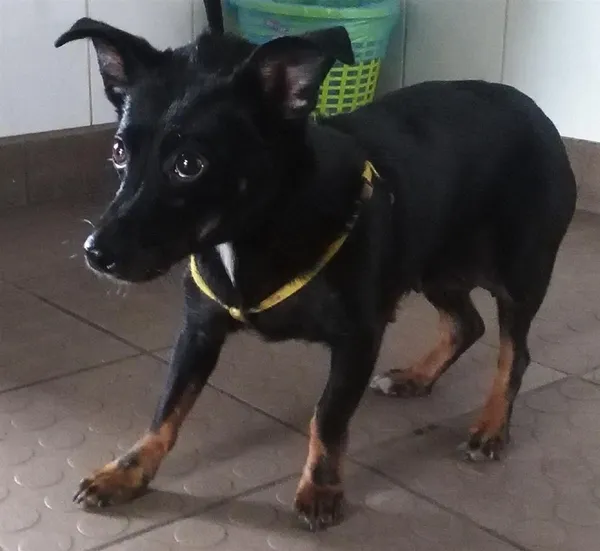 Pies do adopcji, Bytom, 21 maja 2024 (1/5)