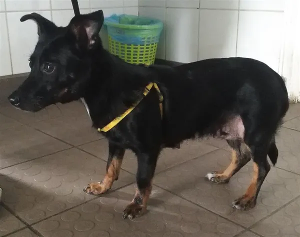 Pies do adopcji, Bytom, 21 maja 2024 (2/5)