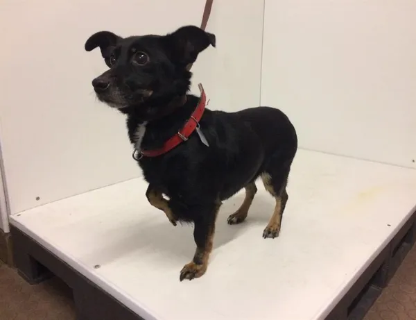 Pies do adopcji, Bytom, 21 maja 2024 (3/5)