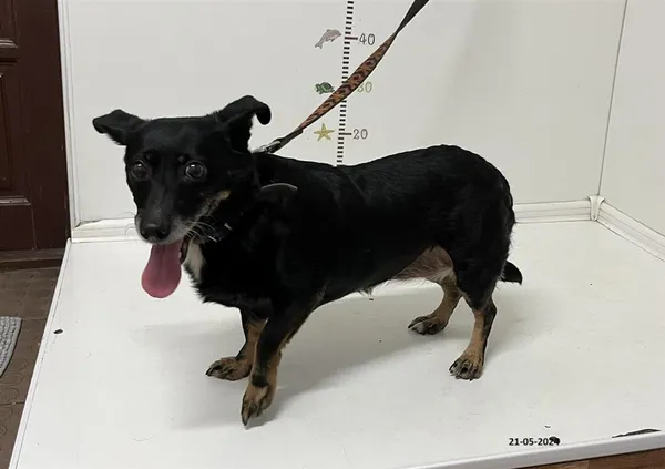 Pies do adopcji, Bytom, 21 maja 2024 (5/5)