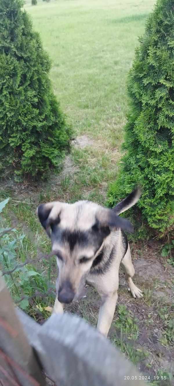 Znaleziono psa, Pólko, 21 maja 2024 (5/5)