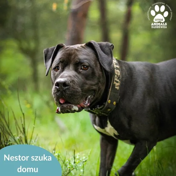 Pies do adopcji, Dąbrówka, 21 maja 2024 (1/5)