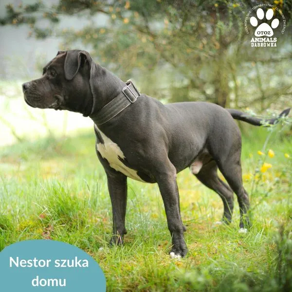 Pies do adopcji, Dąbrówka, 21 maja 2024 (3/5)