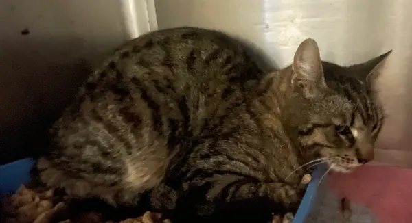 Znaleziono kota, Lublin, 20 maja 2024