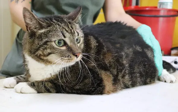 Znaleziono kota, Łódź, 21 maja 2024 (1/3)