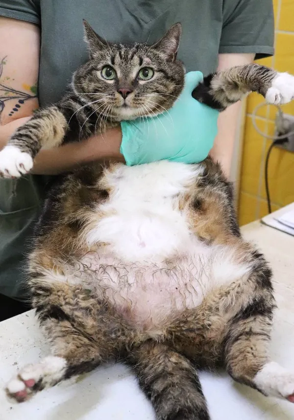 Znaleziono kota, Łódź, 21 maja 2024 (3/3)