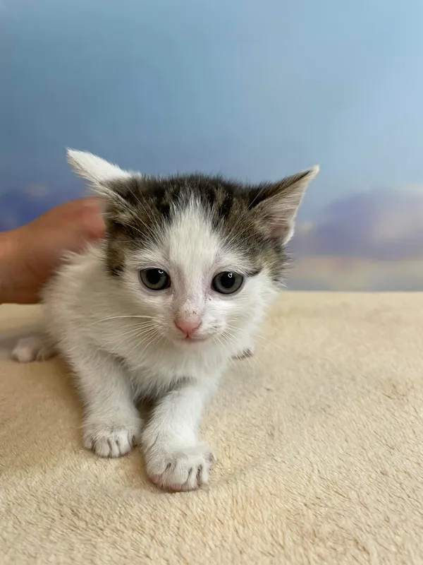 Kot do adopcji, Kielce, 21 maja 2024