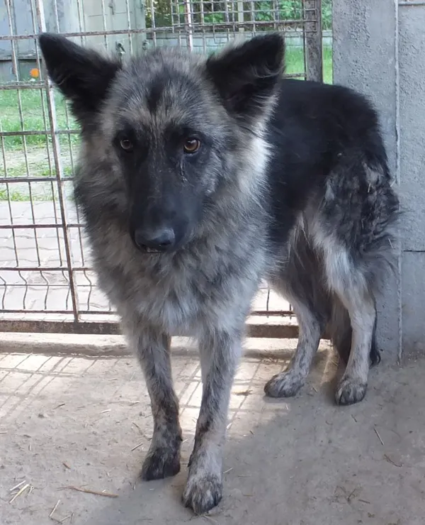 Znaleziono psa, Nowa Krępa, 3 maja 2024