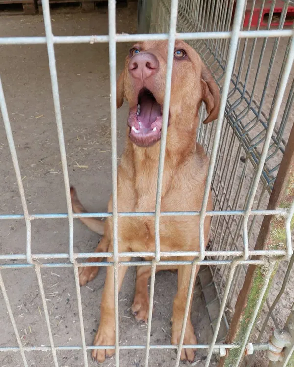 Pies do adopcji, Przyborówko, 21 maja 2024 (1/3)