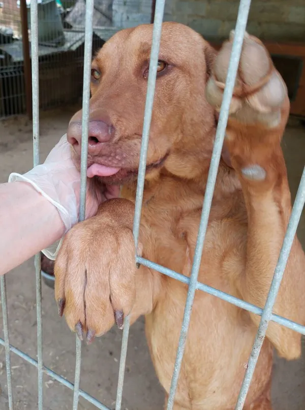 Pies do adopcji, Przyborówko, 21 maja 2024 (2/3)