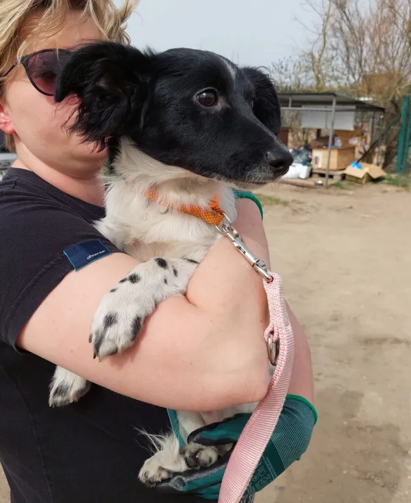 Pies do adopcji, Przyborówko, 21 maja 2024 (2/3)