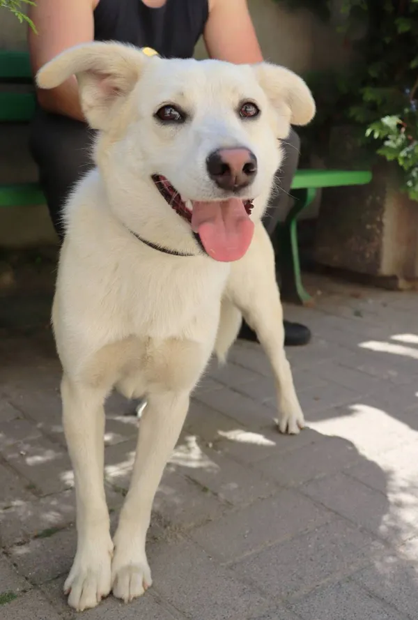 Znaleziono psa, Łódź, 21 maja 2024 (1/4)