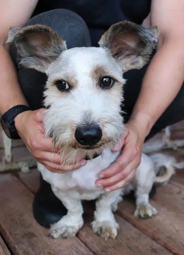 Znaleziono psa, Łódź, 26 marca 2025 (2/5)