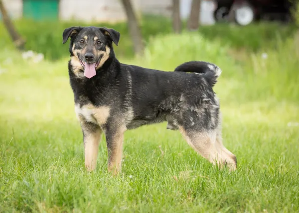 Pies do adopcji, Bełchatów, 15 lutego 2023 (1/5)