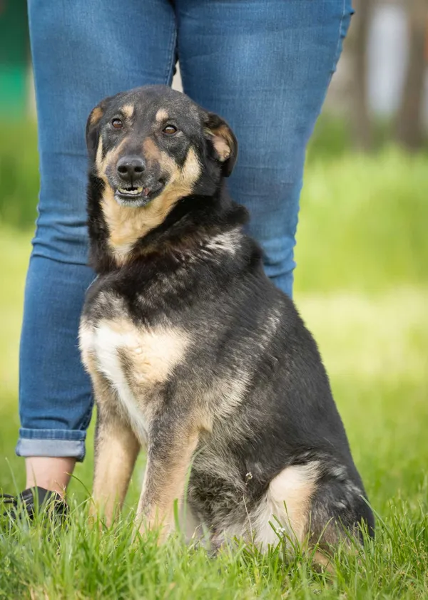 Pies do adopcji, Bełchatów, 15 lutego 2023 (2/5)