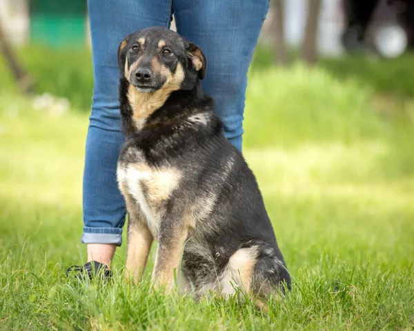 Pies do adopcji, Bełchatów, 15 lutego 2023 (4/5)