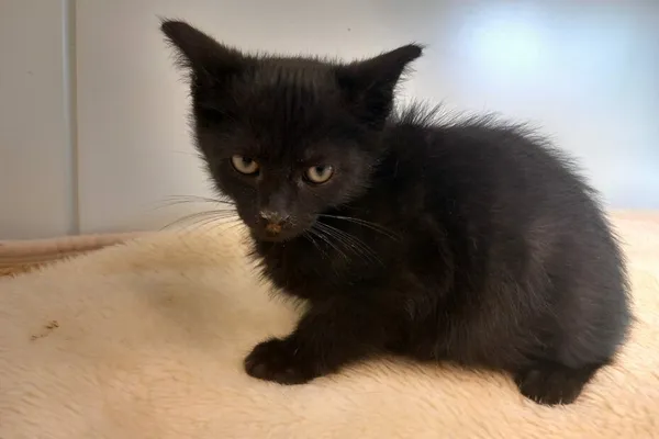 Znaleziono kota, Henrykowo, 8 maja 2024