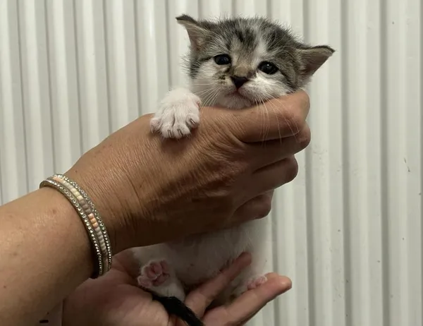 Znaleziono kota, Toruń, 20 maja 2024