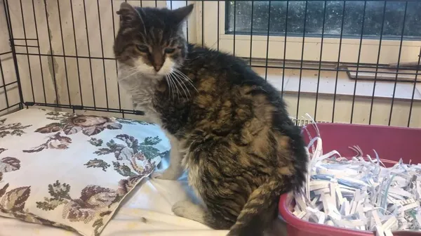 Znaleziono kota, Toruń, 14 maja 2024