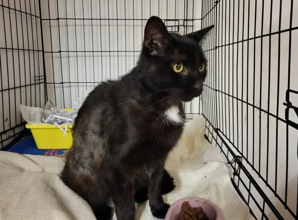 Znaleziono kota, Toruń, 14 maja 2024