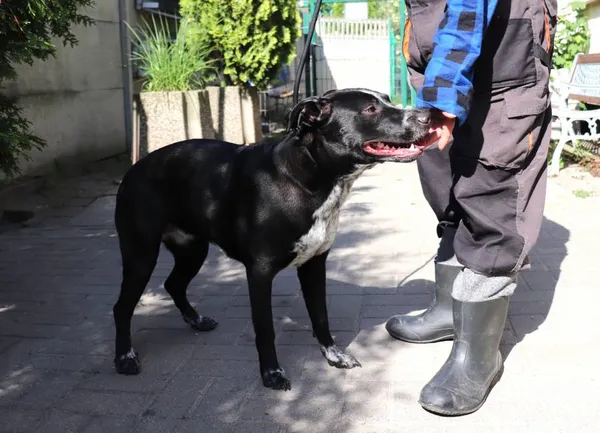Znaleziono psa, Łódź, 22 maja 2024 (2/2)