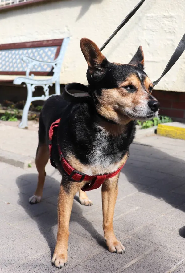 Znaleziono psa, Łódź, 21 maja 2024 (2/2)