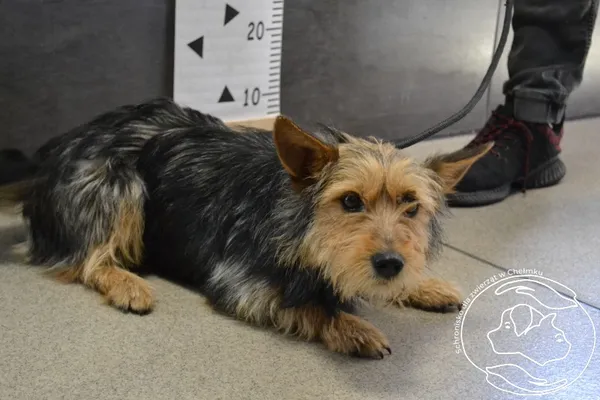 Znaleziono psa, Chełmek, 21 maja 2024