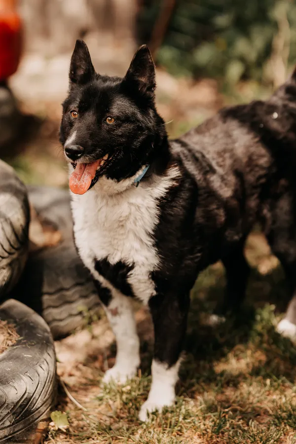 Pies do adopcji, Czartki, 22 maja 2024 (1/5)