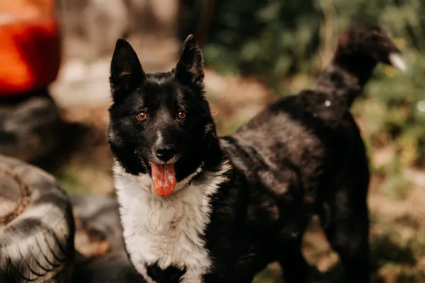 Pies do adopcji, Czartki, 22 maja 2024 (4/5)