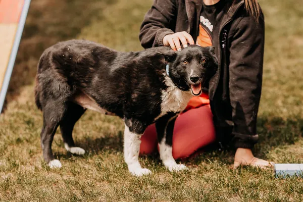 Pies do adopcji, Czartki, 22 maja 2024 (5/5)