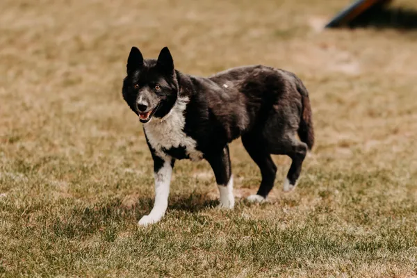 Pies do adopcji, Czartki, 22 maja 2024 (2/5)