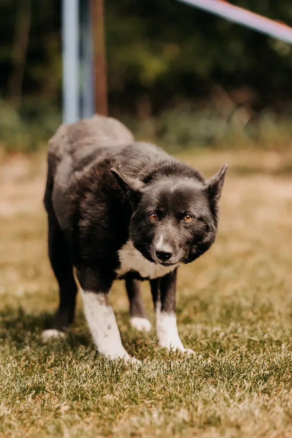 Pies do adopcji, Czartki, 22 maja 2024 (3/5)