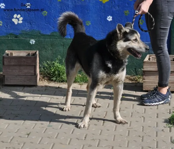 Pies do adopcji, Nowy Dwór Mazowiecki, 22 maja 2024 (4/5)