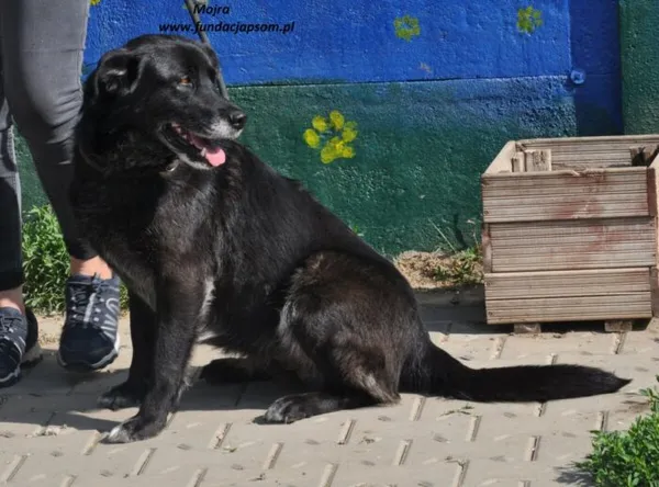 Pies do adopcji, Nowy Dwór Mazowiecki, 22 maja 2024 (5/5)