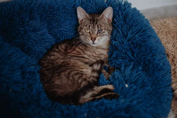 Oddam kota, Olsztyn, Kortowo, 22 maja 2024 (2/3)