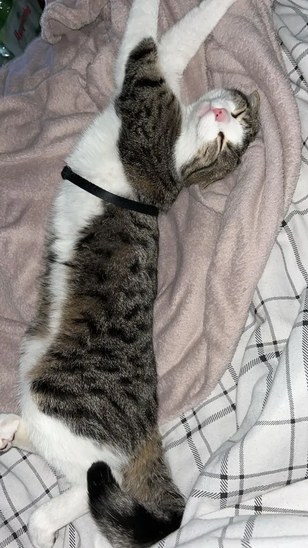 Zaginął kot, Dębno, 22 maja 2024 (2/4)