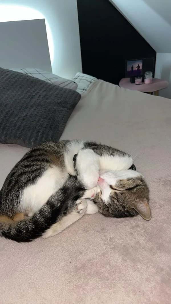 Zaginął kot, Dębno, 22 maja 2024 (3/4)