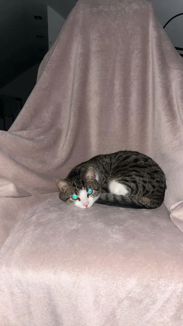 Zaginął kot, Dębno, 22 maja 2024 (4/4)