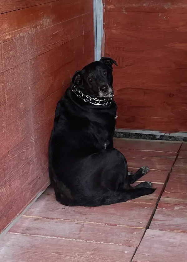 Znaleziono psa, Lublin, 22 maja 2024