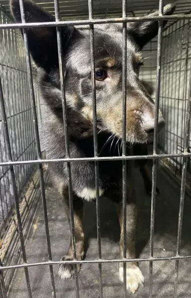 Znaleziono psa, Radom, 19 maja 2024