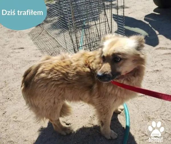 Znaleziono psa, Dąbrówka, 22 maja 2024