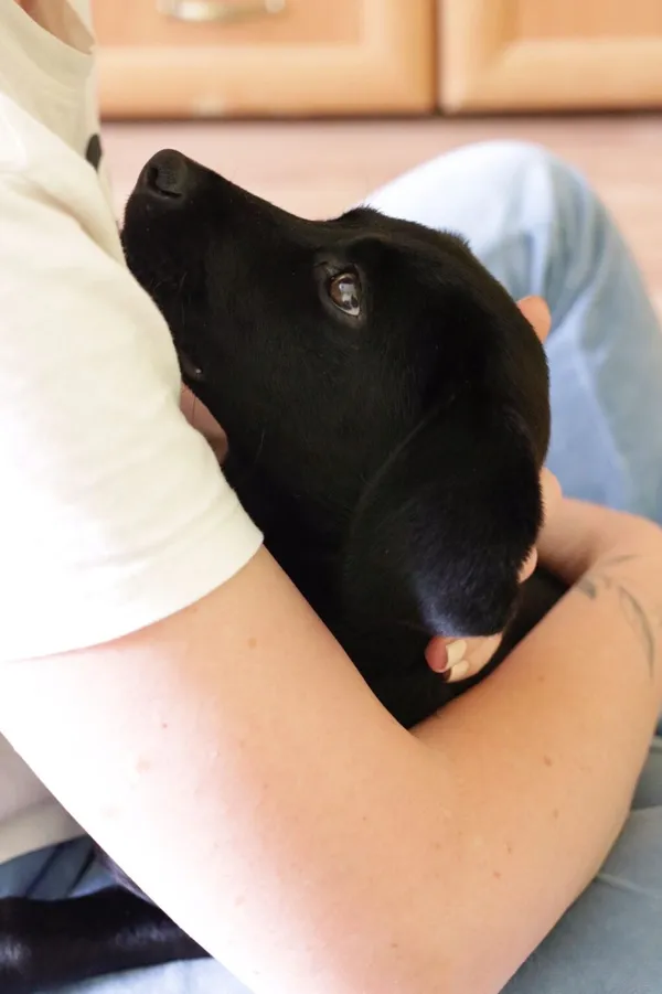 Pies do adopcji, Radom, 3 czerwca 2024 (2/5)