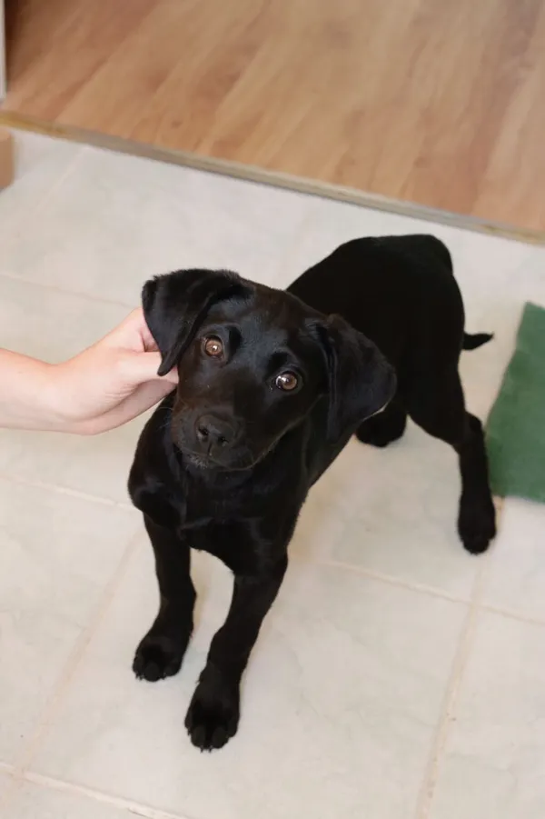 Pies do adopcji, Radom, 3 czerwca 2024 (3/5)