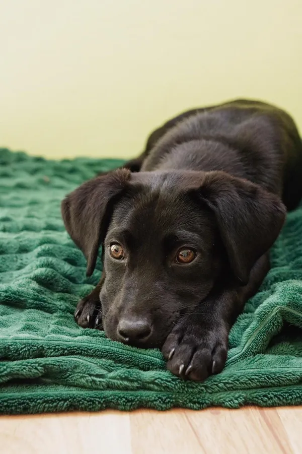 Pies do adopcji, Radom, 3 czerwca 2024 (4/5)