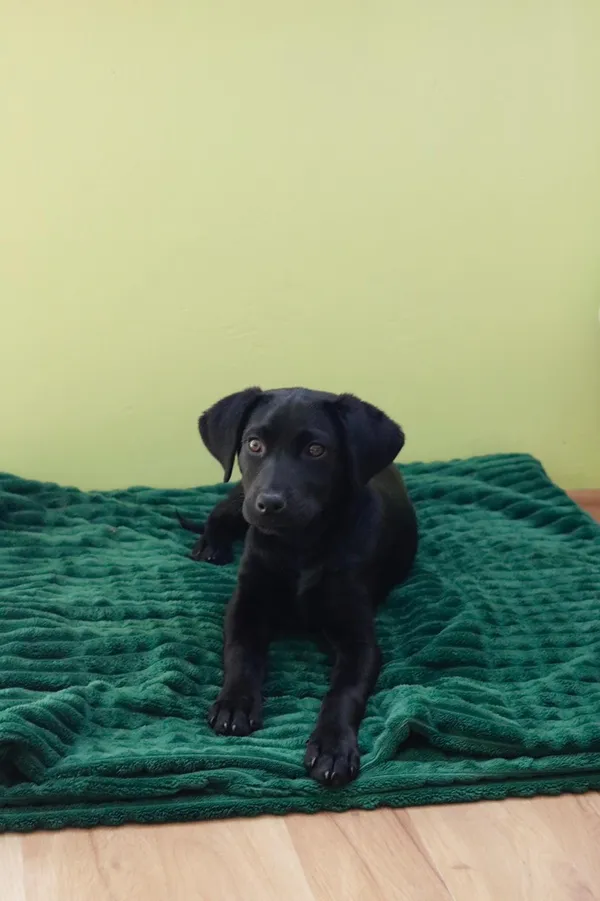 Pies do adopcji, Radom, 3 czerwca 2024 (5/5)