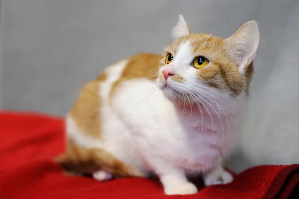 Kot do adopcji, Sosnowiec, 31 maja 2024 (2/4)