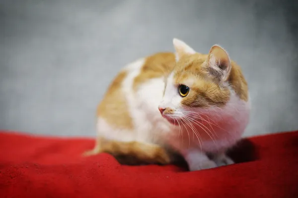 Kot do adopcji, Sosnowiec, 31 maja 2024 (3/4)