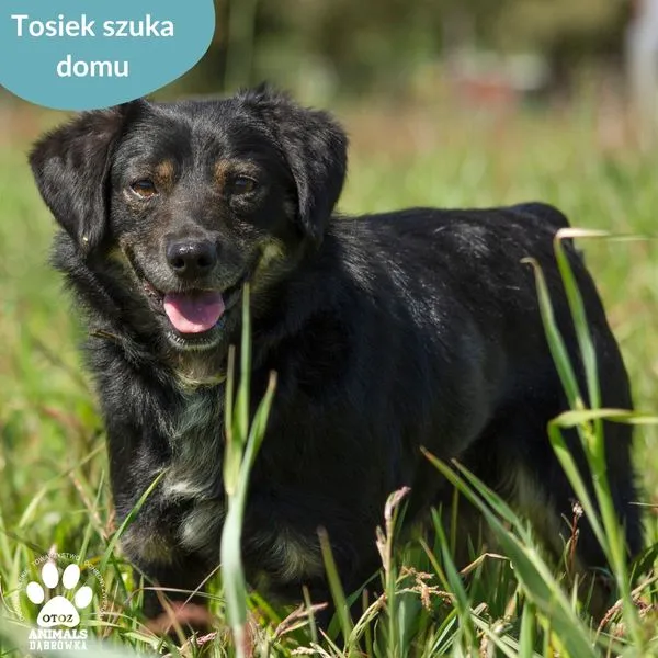 Pies do adopcji, Dąbrówka, 22 maja 2024 (1/5)