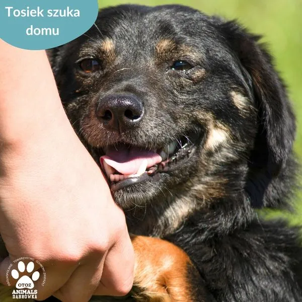 Pies do adopcji, Dąbrówka, 22 maja 2024 (2/5)